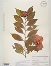 Herbarium sheet image thumbnail