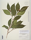 Herbarium sheet image thumbnail