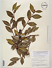 Herbarium sheet image thumbnail