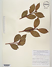 Herbarium sheet image thumbnail