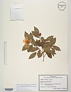 Herbarium sheet image thumbnail