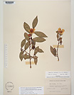 Herbarium sheet image thumbnail