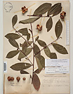 Herbarium sheet image thumbnail
