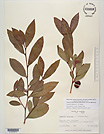 Herbarium sheet image thumbnail