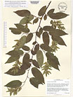 Herbarium sheet image thumbnail