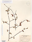 Herbarium sheet image thumbnail