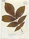 Herbarium sheet image thumbnail