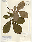 Herbarium sheet image thumbnail