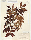 Herbarium sheet image thumbnail