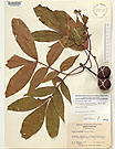 Herbarium sheet image thumbnail