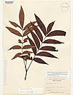 Herbarium sheet image thumbnail