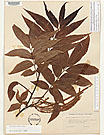 Herbarium sheet image thumbnail