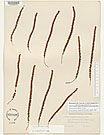 Herbarium sheet image thumbnail