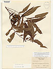 Herbarium sheet image thumbnail