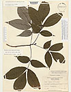 Herbarium sheet image thumbnail