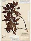 Herbarium sheet image thumbnail