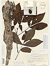 Herbarium sheet image thumbnail