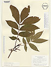 Herbarium sheet image thumbnail