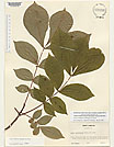 Herbarium sheet image thumbnail