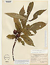 Herbarium sheet image thumbnail