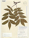 Herbarium sheet image thumbnail