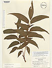 Herbarium sheet image thumbnail