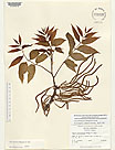 Herbarium sheet image thumbnail