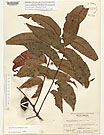 Herbarium sheet image thumbnail