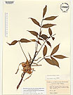 Herbarium sheet image thumbnail