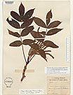 Herbarium sheet image thumbnail