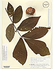 Herbarium sheet image thumbnail