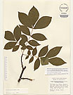 Herbarium sheet image thumbnail