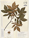 Herbarium sheet image thumbnail