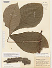 Herbarium sheet image thumbnail