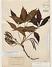 Herbarium sheet image thumbnail