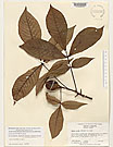 Herbarium sheet image thumbnail