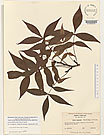 Herbarium sheet image thumbnail