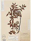 Herbarium sheet image thumbnail