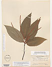 Herbarium sheet image thumbnail
