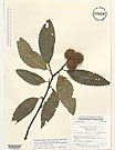 Herbarium sheet image thumbnail