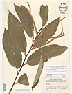 Herbarium sheet image thumbnail