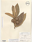 Herbarium sheet image thumbnail