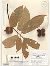 Herbarium sheet image thumbnail