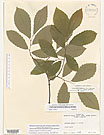 Herbarium sheet image thumbnail