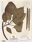 Herbarium sheet image thumbnail