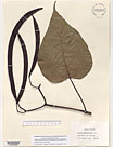 Herbarium sheet image thumbnail