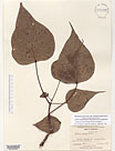 Herbarium sheet image thumbnail