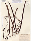 Herbarium sheet image thumbnail