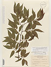 Herbarium sheet image thumbnail