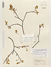 Herbarium sheet image thumbnail